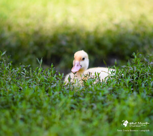 Hintergrundbild Smartphones