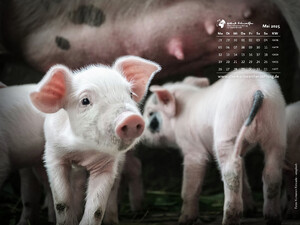 Tierkalender 4:3