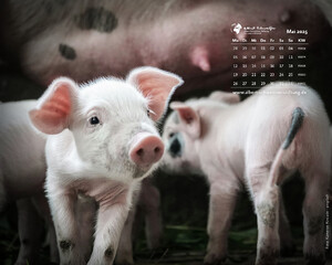 Desktophintergrund 5:4