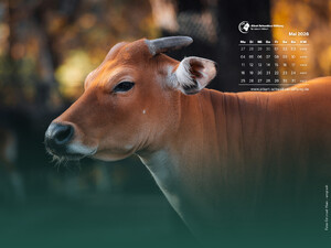 Tierkalender 4:3