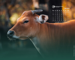 Desktophintergrund 5:4