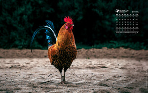 Desktophintergrund 16:10