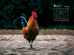 Tierkalender 4:3