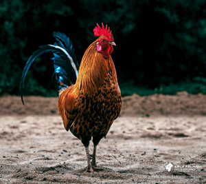 Hintergrundbild Smartphones