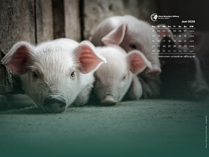 Tierkalender 4:3