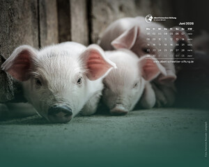 Desktophintergrund 5:4