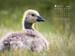 Tierkalender 4:3
