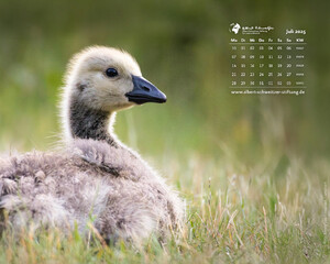 Desktophintergrund 5:4