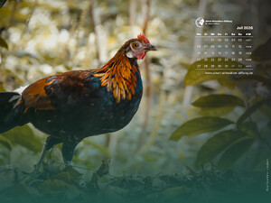 Tierkalender 4:3