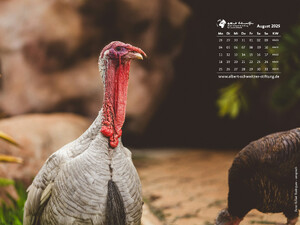 Tierkalender 4:3
