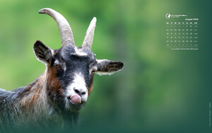 Desktophintergrund 16:10