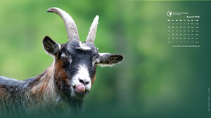 Desktophintergrund 16:9