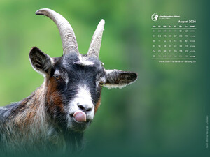 Tierkalender 4:3