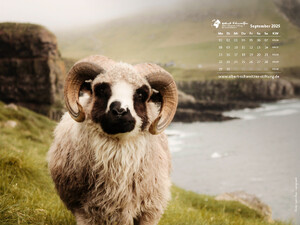 Tierkalender 4:3