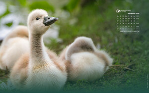 Desktophintergrund 16:10