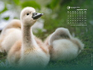 Tierkalender 4:3