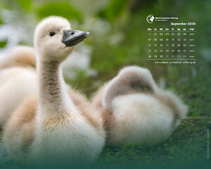 Desktophintergrund 5:4