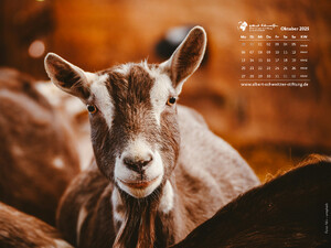 Tierkalender 4:3