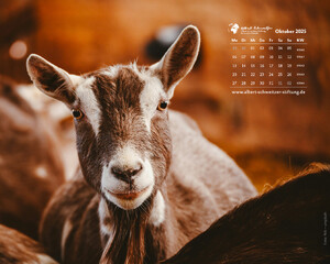 Desktophintergrund 5:4