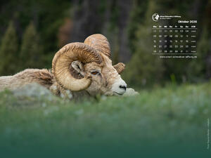 Tierkalender 4:3