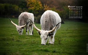 Desktophintergrund 16:10