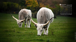 Desktophintergrund 16:9