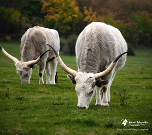 Hintergrundbild Smartphones